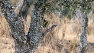 Picus sharpei - Pic de Sharpe - Iberian Green Woodpecker (ang) - Pito real (sp)