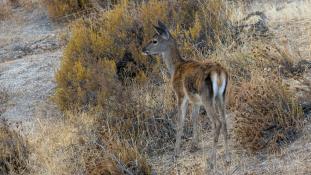 Cervus elaphus - Cerf élaphe - Red deer (ang) - Ciervo común (sp)