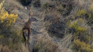 Cervus elaphus - Cerf élaphe - Red deer (ang) - Ciervo común (sp)