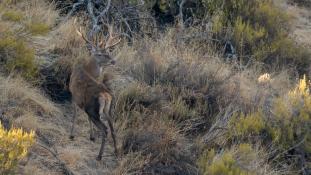 Cervus elaphus - Cerf élaphe - Red deer (ang) - Ciervo común (sp)