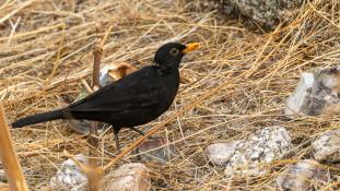 Turdus merula - Merle noir - Common Blackbird (ang) - Mirlo Común (sp)