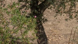 ND-Nerium oleander - Laurier rose - Rosebay (ang) - Rosa laurel (sp)