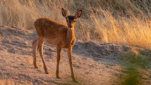 Cervus elaphus - Cerf élaphe - Red deer (ang) - Ciervo común (sp)