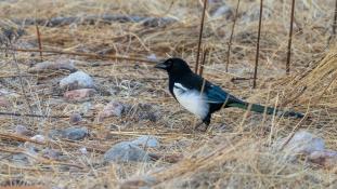 Pica pica - Pie bavarde - Agasse - Eurasian Magpie (ang) - Urraca común (sp)