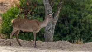 Cervus elaphus - Cerf élaphe - Red deer (ang) - Ciervo común (sp)