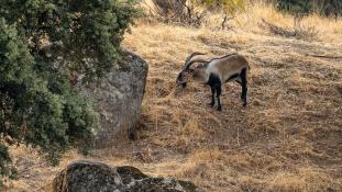 Capra pyrenaica - Bouquetin d'Espagne - Bouquetin ibérique - Iberian ibex (ang) - Cabra montés (sp)