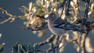 Fringilla coelebs - Pinson des arbres - Common Chaffinch (ang) - Pinzón vulgar (sp)