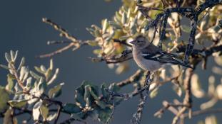 Fringilla coelebs - Pinson des arbres - Common Chaffinch (ang) - Pinzón vulgar (sp)