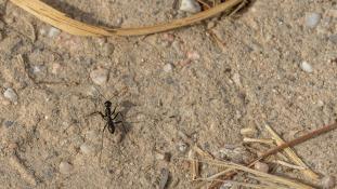 ND-Fourmis
