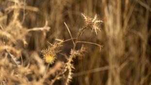 ND-Carlina hispanica - Carline d'Espagne - Spanish Carline Thistle (ang) - Cabeza de pollo (sp)