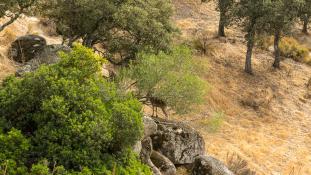 Capra pyrenaica - Bouquetin d'Espagne - Bouquetin ibérique - Iberian ibex (ang) - Cabra montés (sp)