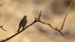 Erithacus rubecula