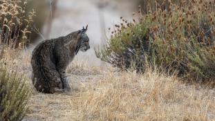 Lynx pardinus - Lynx ibérique - Iberian lynx  (ang) - Lince iberico (sp)