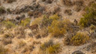 Cervus elaphus - Cerf élaphe - Red deer (ang) - Ciervo común (sp)