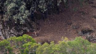 Cervus elaphus - Cerf élaphe - Red deer (ang) - Ciervo común (sp)