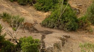 Cervus elaphus - Cerf élaphe - Red deer (ang) - Ciervo común (sp)