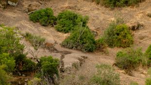 Cervus elaphus - Cerf élaphe - Red deer (ang) - Ciervo común (sp)