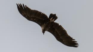 Aegypius monachus - Vautour moine - Cinereous Vulture (ang) - Buitre Negro (sp)