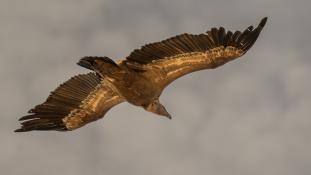 Gyps fulvus - Vautour fauve - Griffon Vulture (ang) - Buitre leonado (sp)