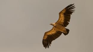 Gyps fulvus - Vautour fauve - Griffon Vulture (ang) - Buitre leonado (sp)