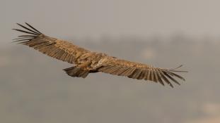 Gyps fulvus - Vautour fauve - Griffon Vulture (ang) - Buitre leonado (sp)