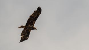 Aquila adalberti - Aigle ibérique - Aguila Imperial Ibérica (sp) - Spanish Imperial Eagle (ang)