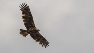 Aquila adalberti - Aigle ibérique - Aguila Imperial Ibérica (sp) - Spanish Imperial Eagle (ang)
