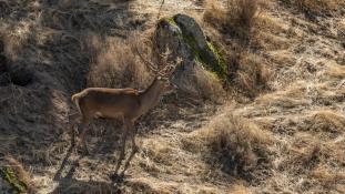 Cervus elaphus - Cerf élaphe - Red deer (ang) - Ciervo común (sp)