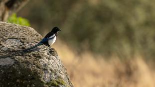 Pica pica - Pie bavarde - Agasse - Eurasian Magpie (ang) - Urraca común (sp)