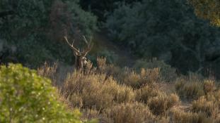 Cervus elaphus - Cerf élaphe - Red deer (ang) - Ciervo común (sp)