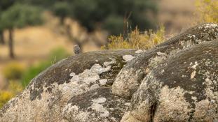 Athene noctua - Chouette chevêche - Chevêche d'Athéna - Little Owl (ang) - Mochuelo Europeo (sp)