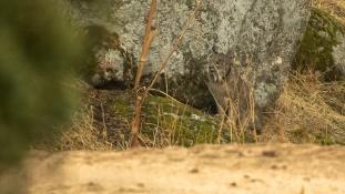 Lynx pardinus - Lynx ibérique - Iberian lynx  (ang) - Lince iberico (sp)