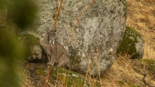 Lynx pardinus - Lynx ibérique - Iberian lynx  (ang) - Lince iberico (sp)