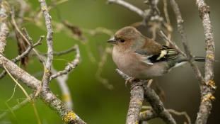Fringilla coelebs - Pinson des arbres - Common Chaffinch (ang) - Pinzón vulgar (sp)