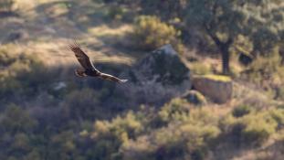 Aquila adalberti - Aigle ibérique - Aguila Imperial Ibérica (sp) - Spanish Imperial Eagle (ang)