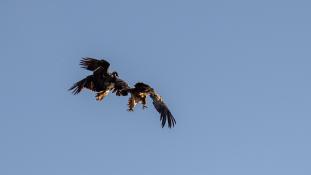Aquila adalberti - Aigle ibérique - Aguila Imperial Ibérica (sp) - Spanish Imperial Eagle (ang)