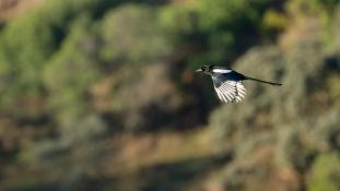 Pica pica - Pie bavarde - Agasse - Eurasian Magpie (ang) - Urraca común (sp)