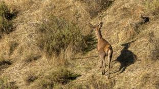 Cervus elaphus - Cerf élaphe - Red deer (ang) - Ciervo común (sp)