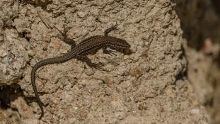 ND-Podarcis virescens - Lézard des murailles de Geniez  - Geniez's Wall Lizard (ang) - Lagartija verdosa (sp)