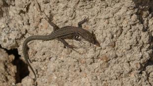 ND-Podarcis virescens - Lézard des murailles de Geniez  - Geniez's Wall Lizard (ang) - Lagartija verdosa (sp)