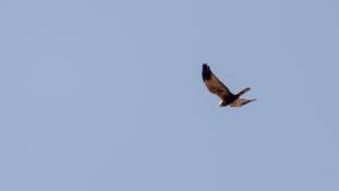 Circus aeruginosus - Busard des roseaux - Busard Harpaye - Western Marsh Harrier (ang) - Aguilucho Lagunero Occidental (sp)