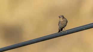 Monticola solitarius - Monticole bleu - Merle bleu - Blue Rock Thrush (ang) - Roquero Solitario (sp)