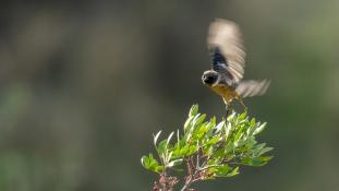 Saxicola rubicola - Tarier pâtre - European Stonechat (ang) - Tarabilla común (sp)