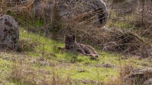 Lynx pardinus - Lynx ibérique - Iberian lynx  (ang) - Lince iberico (sp)