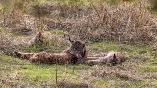 Lynx pardinus - Lynx ibérique - Iberian lynx  (ang) - Lince iberico (sp)