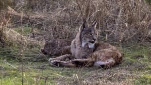 Lynx pardinus - Lynx ibérique - Iberian lynx  (ang) - Lince iberico (sp)