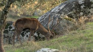 Cervus elaphus - Cerf élaphe - Red deer (ang) - Ciervo común (sp)
