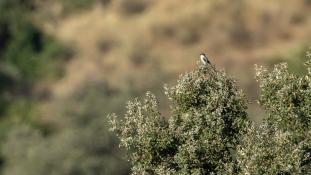 Lanius meridionalis - Pie-grièche méridionale - Iberian grey shrike (ang) - Alcaudón real (sp)