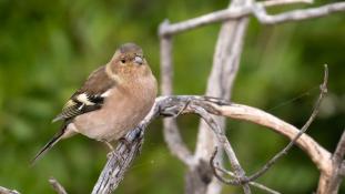 Fringilla coelebs - Pinson des arbres - Common Chaffinch (ang) - Pinzón vulgar (sp)