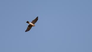 Accipiter nisus - Epervier d'Europe - Eurasian Sparrowhawk (ang) - Gavilán Común (sp)